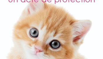 chat1