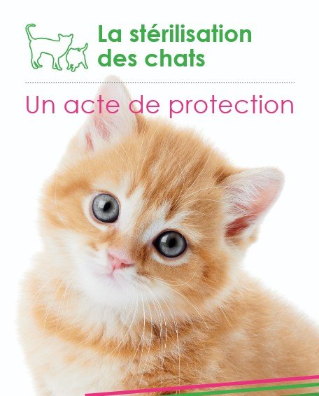 chat1